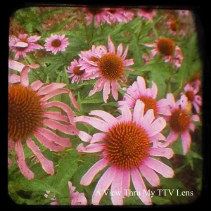 Cone Flowers Echinacea TTV Photography
