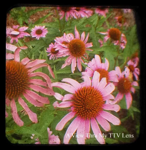 Cone Flowers Echinacea TTV Photography