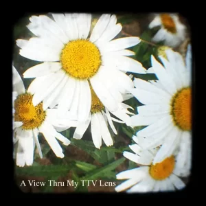 Daisies Roanoke Virginia TTV Photography