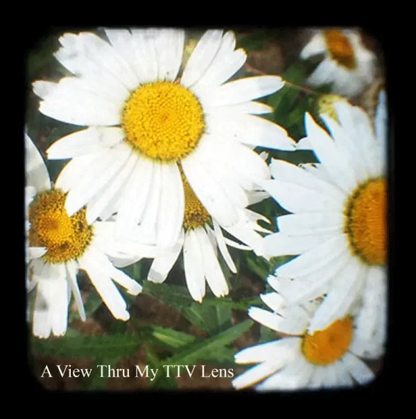 Daisies Roanoke Virginia TTV Photography