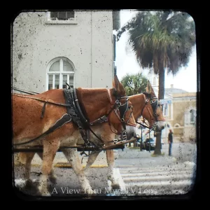 Horse Carriage Rides Charleston South Carolina TTV Photography