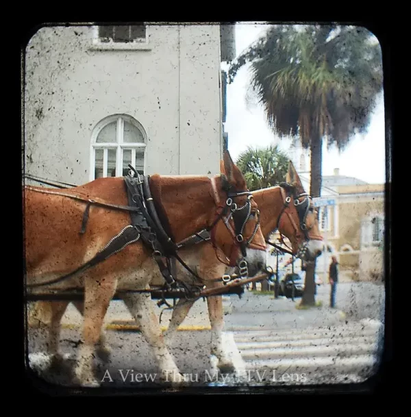 Horse Carriage Rides Charleston South Carolina TTV Photography