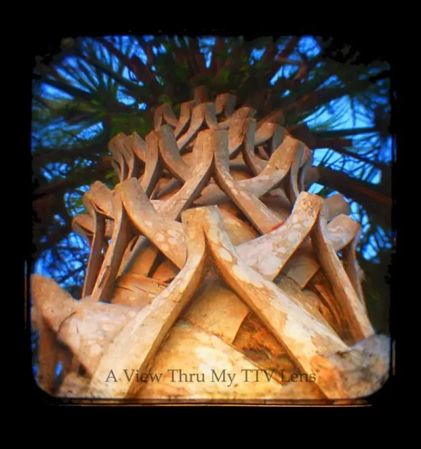 Palmetto Isle Of Palms South Carolina TTV Photography