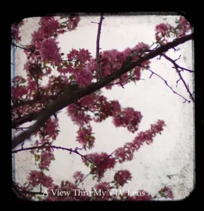 Pink Blossoms Roanoke Virginia TTV Photography