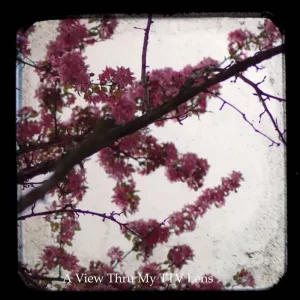 Pink Blossoms Roanoke Virginia TTV Photography