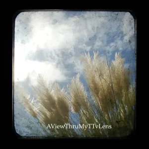 Sea Oats Outer Banks North Carolina TTV Photography