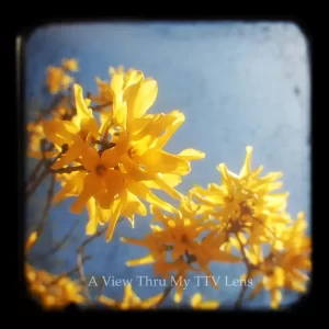Yellow Blossoms Roanoke Virginia TTV Photography