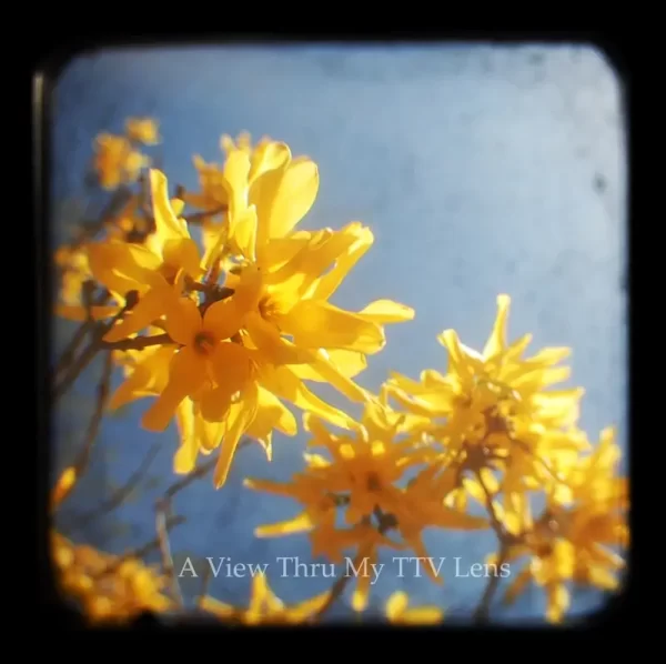 Yellow Blossoms Roanoke Virginia TTV Photography