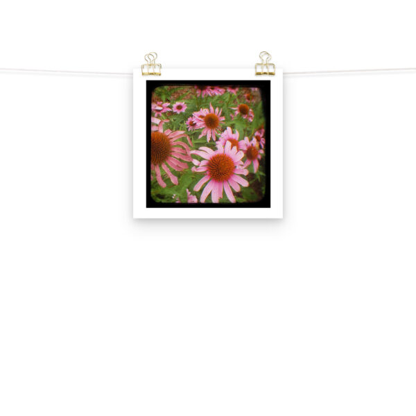 Cone Flowers - TTV Photography - Photo paper poster - Image 3