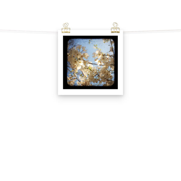 Dogwood - TTV Photography - Photo paper poster - Image 3