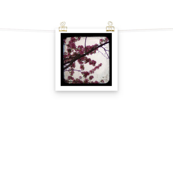 Pink Blossoms - TTV Photography - Photo paper poster - Image 3