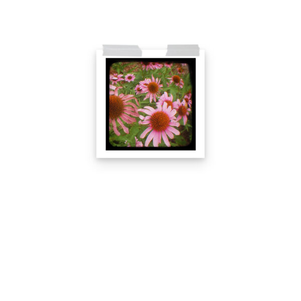 Cone Flowers - TTV Photography - Photo paper poster - Image 4