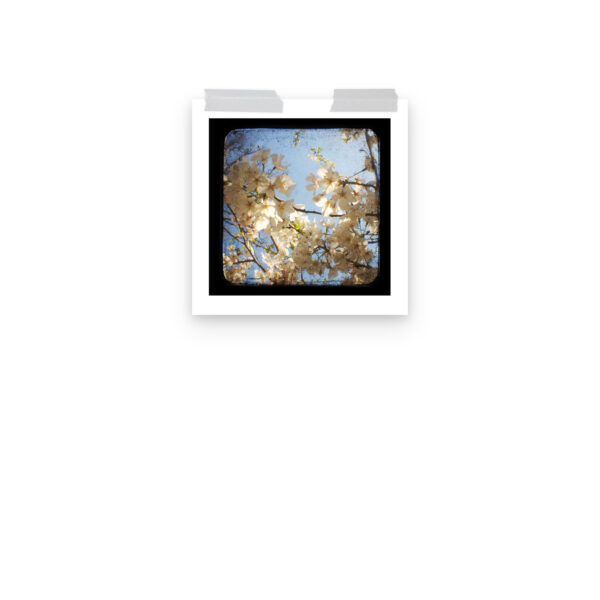 Dogwood - TTV Photography - Photo paper poster - Image 4