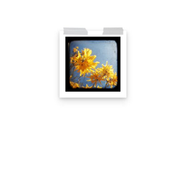 Yellow Blossoms - TTV Photography - Photo paper poster - Image 4