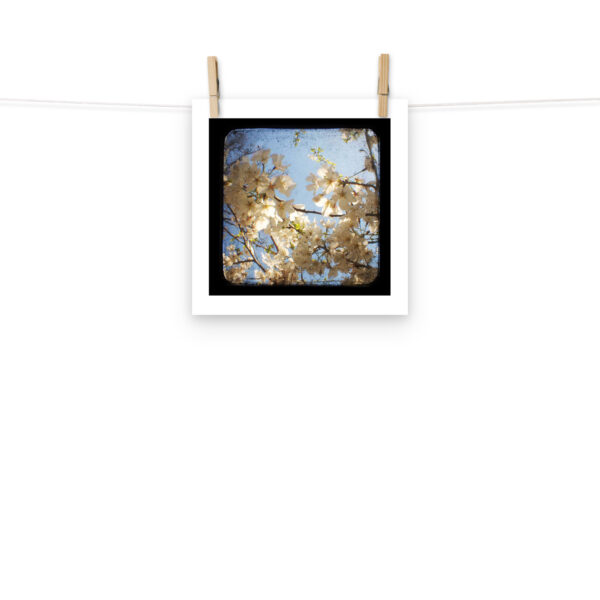 Dogwood - TTV Photography - Photo paper poster - Image 2