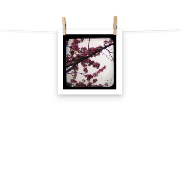 Pink Blossoms - TTV Photography - Photo paper poster - Image 2
