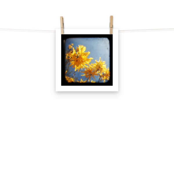 Yellow Blossoms - TTV Photography - Photo paper poster - Image 2