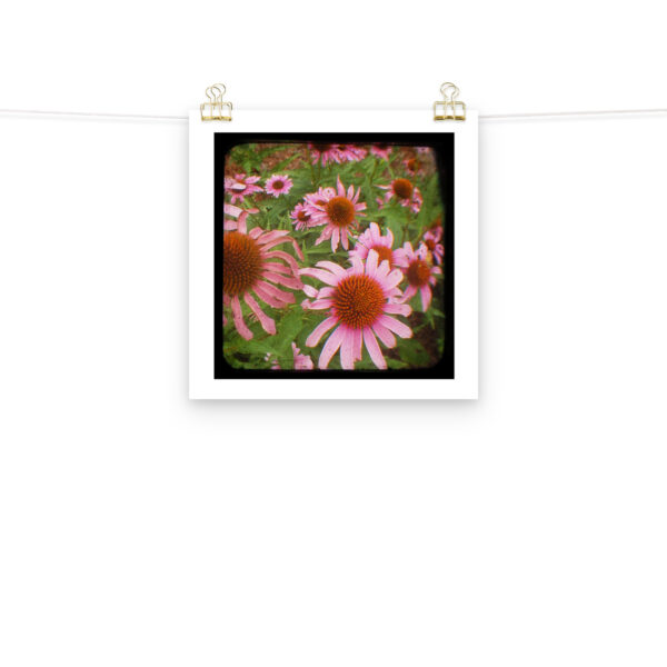 Cone Flowers - TTV Photography - Photo paper poster - Image 6