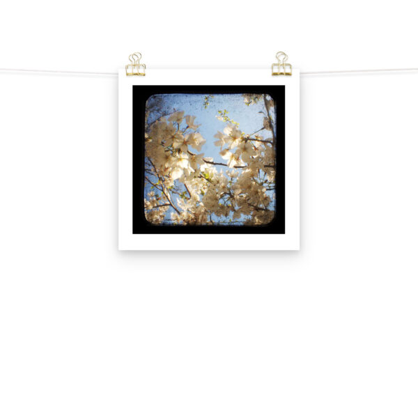 Dogwood - TTV Photography - Photo paper poster - Image 6
