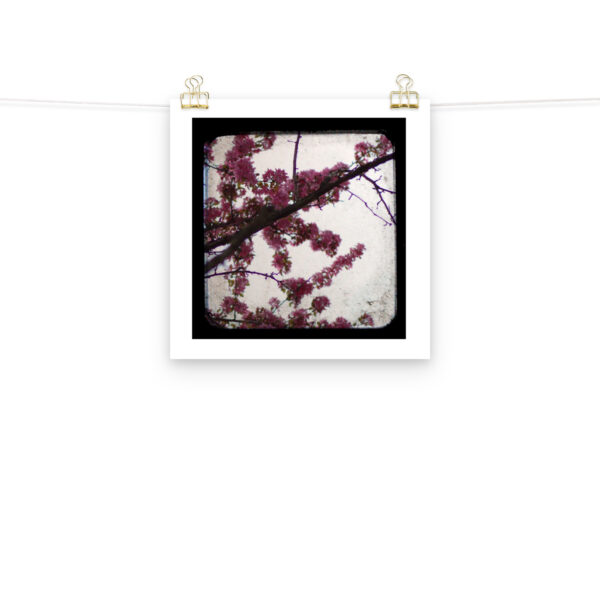 Pink Blossoms - TTV Photography - Photo paper poster - Image 6