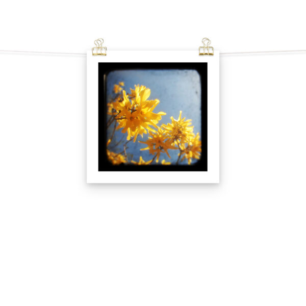 Yellow Blossoms - TTV Photography - Photo paper poster - Image 6