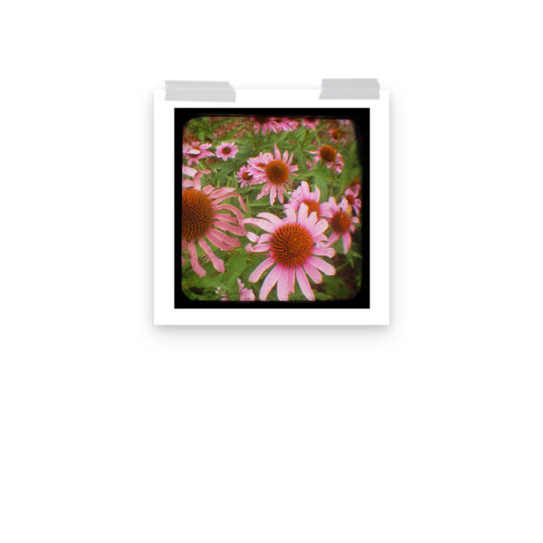 Cone Flowers - TTV Photography - Photo paper poster - Image 7