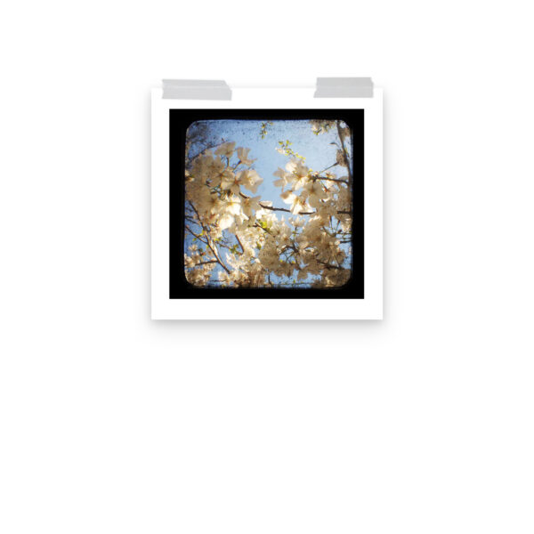 Dogwood - TTV Photography - Photo paper poster - Image 7
