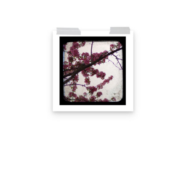 Pink Blossoms - TTV Photography - Photo paper poster - Image 7