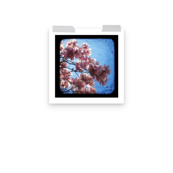 Pink Dogwood - TTV Photography - Photo paper poster - Image 7