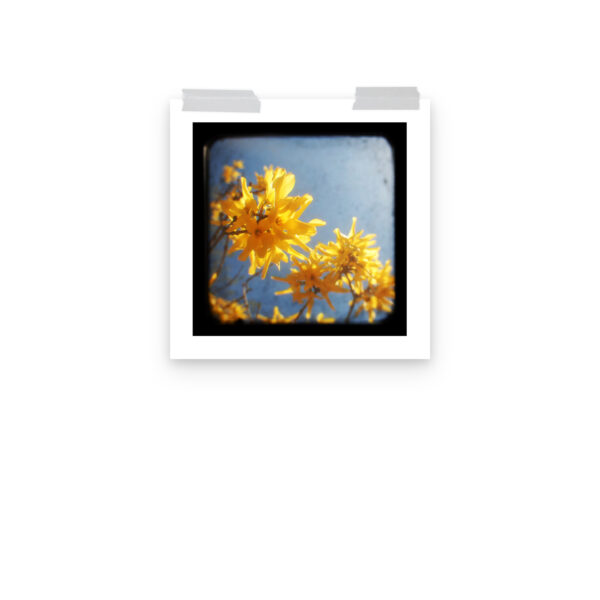 Yellow Blossoms - TTV Photography - Photo paper poster - Image 7