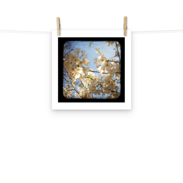 Dogwood - TTV Photography - Photo paper poster - Image 5