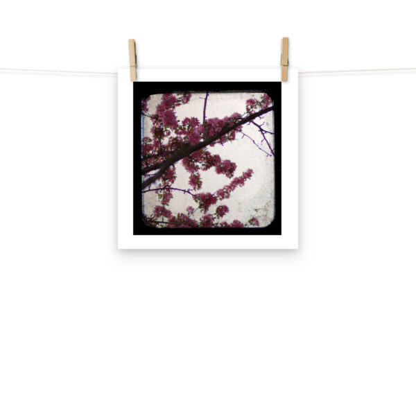 Pink Blossoms - TTV Photography - Photo paper poster - Image 5