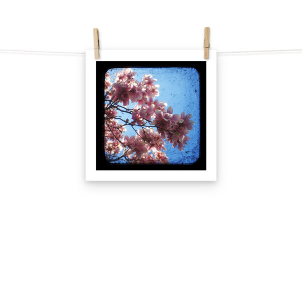 Pink Dogwood - TTV Photography - Photo paper poster - Image 5