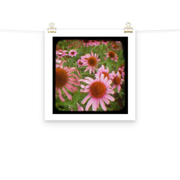 Cone Flowers - TTV Photography - Photo paper poster - Image 9
