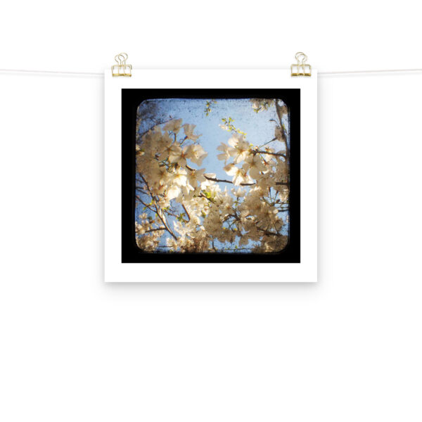 Dogwood - TTV Photography - Photo paper poster - Image 9