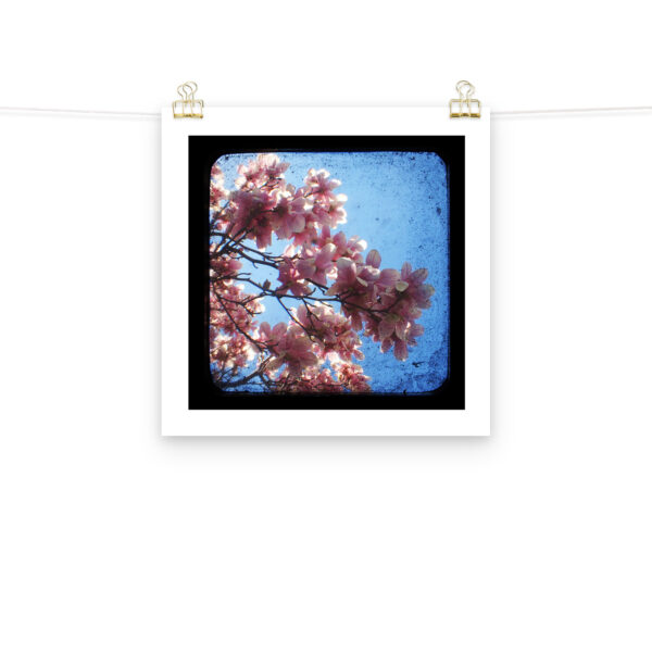 Pink Dogwood - TTV Photography - Photo paper poster - Image 9