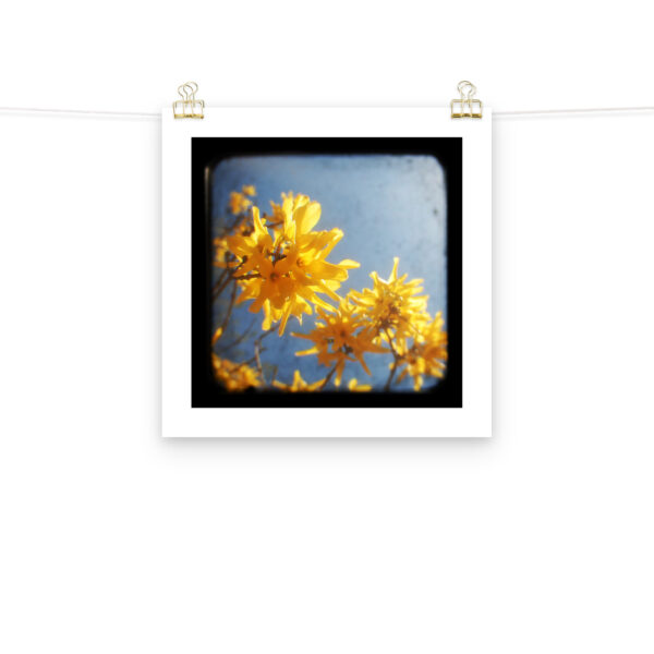 Yellow Blossoms - TTV Photography - Photo paper poster - Image 9