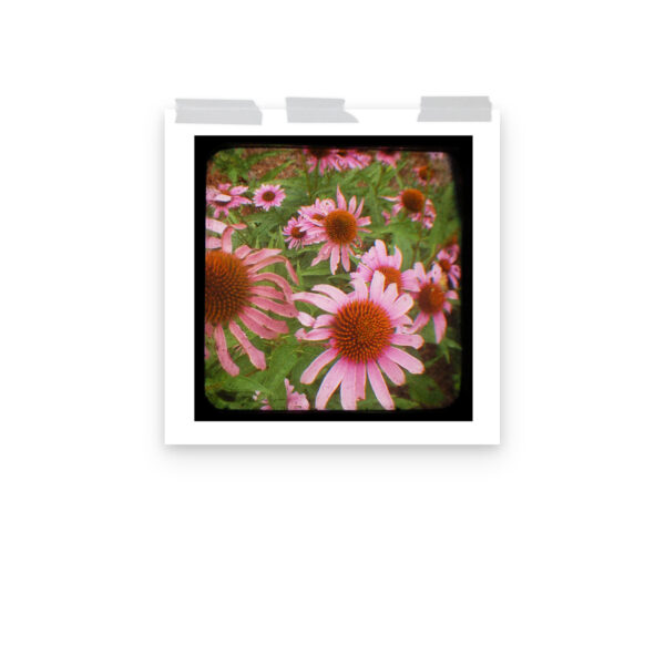 Cone Flowers - TTV Photography - Photo paper poster - Image 10