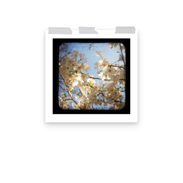 Dogwood - TTV Photography - Photo paper poster - Image 10