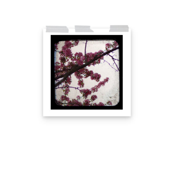 Pink Blossoms - TTV Photography - Photo paper poster - Image 10
