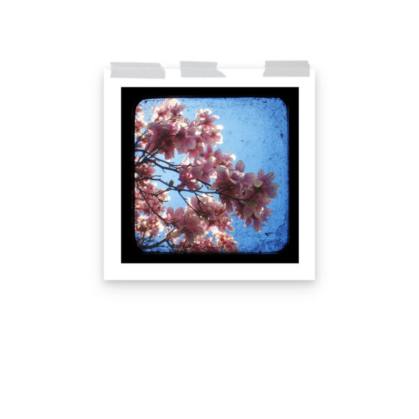 Pink Dogwood - TTV Photography - Photo paper poster - Image 10