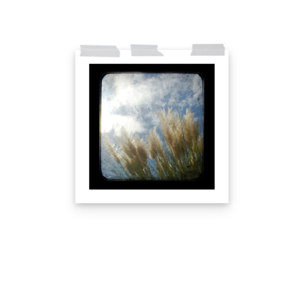 Sea Oats - TTV Photography -Photo paper poster - Image 10