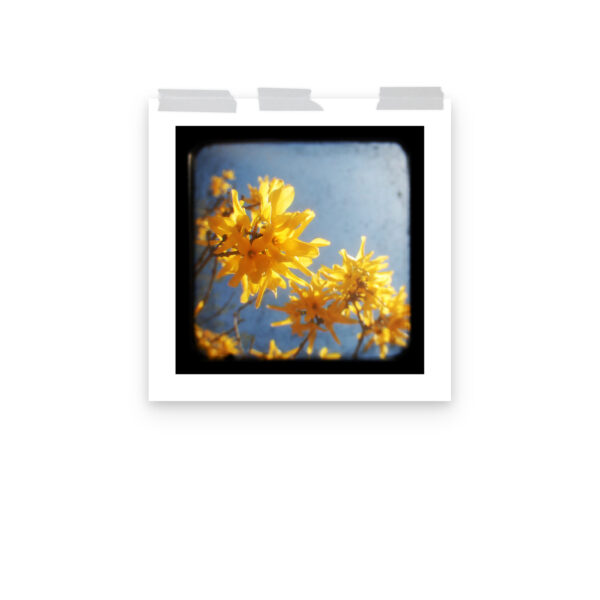 Yellow Blossoms - TTV Photography - Photo paper poster - Image 10