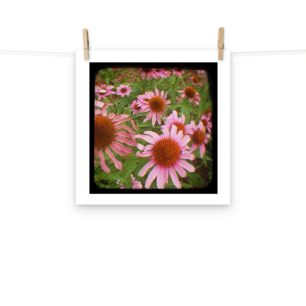 Cone Flowers - TTV Photography - Photo paper poster - Image 8