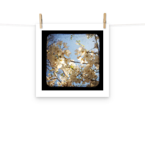Dogwood - TTV Photography - Photo paper poster - Image 8