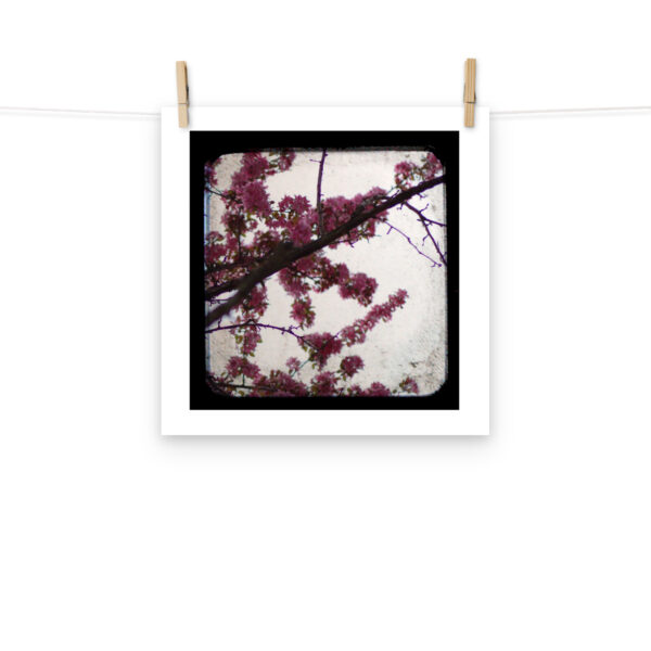 Pink Blossoms - TTV Photography - Photo paper poster - Image 8