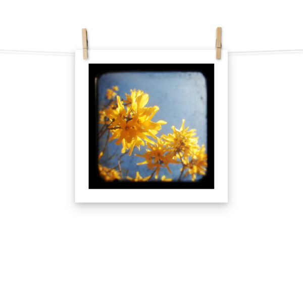 Yellow Blossoms - TTV Photography - Photo paper poster - Image 8