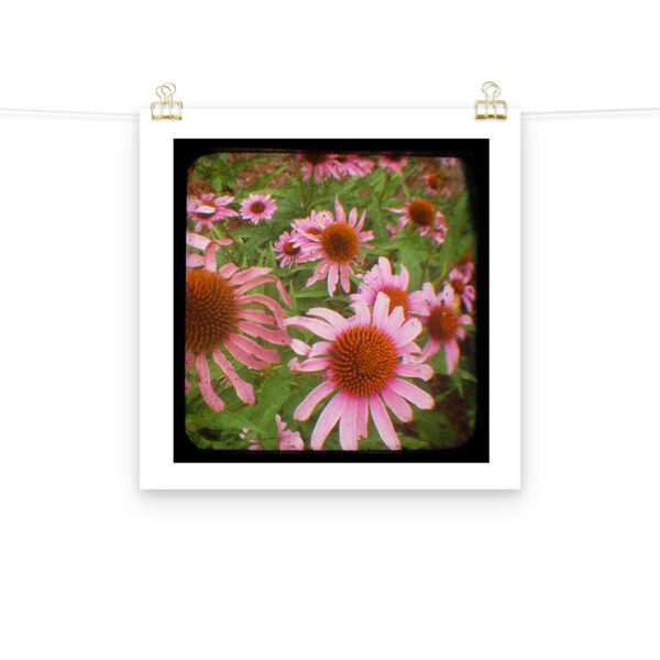 Cone Flowers - TTV Photography - Photo paper poster - Image 11
