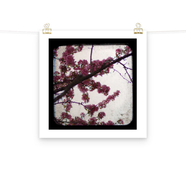 Pink Blossoms - TTV Photography - Photo paper poster - Image 11