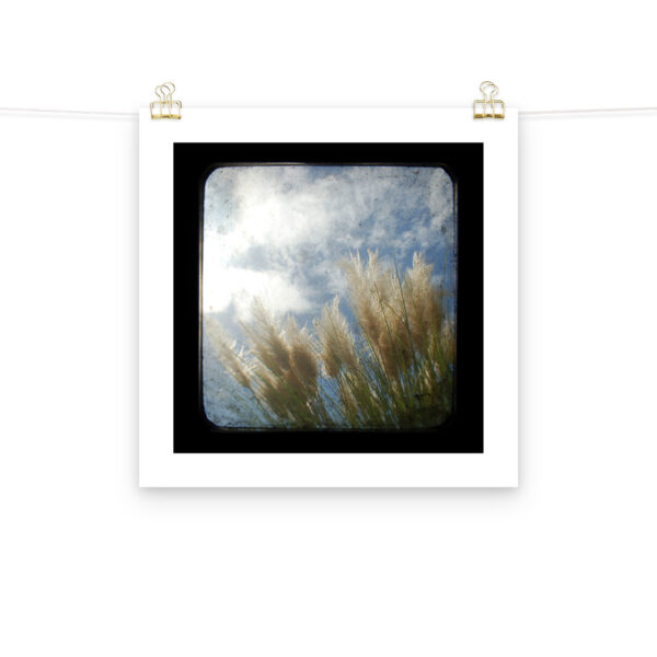 Sea Oats - TTV Photography -Photo paper poster - Image 11